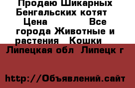 Продаю Шикарных Бенгальских котят › Цена ­ 17 000 - Все города Животные и растения » Кошки   . Липецкая обл.,Липецк г.